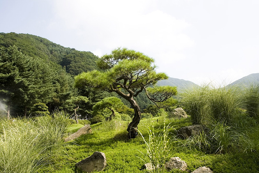 아침고요수목원의 멋진 소나무
