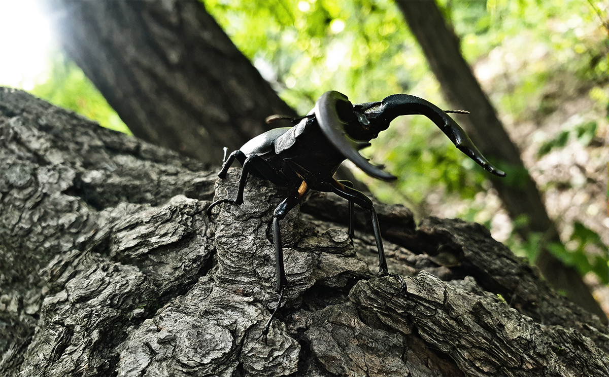 도봉산 사슴벌레 촬영