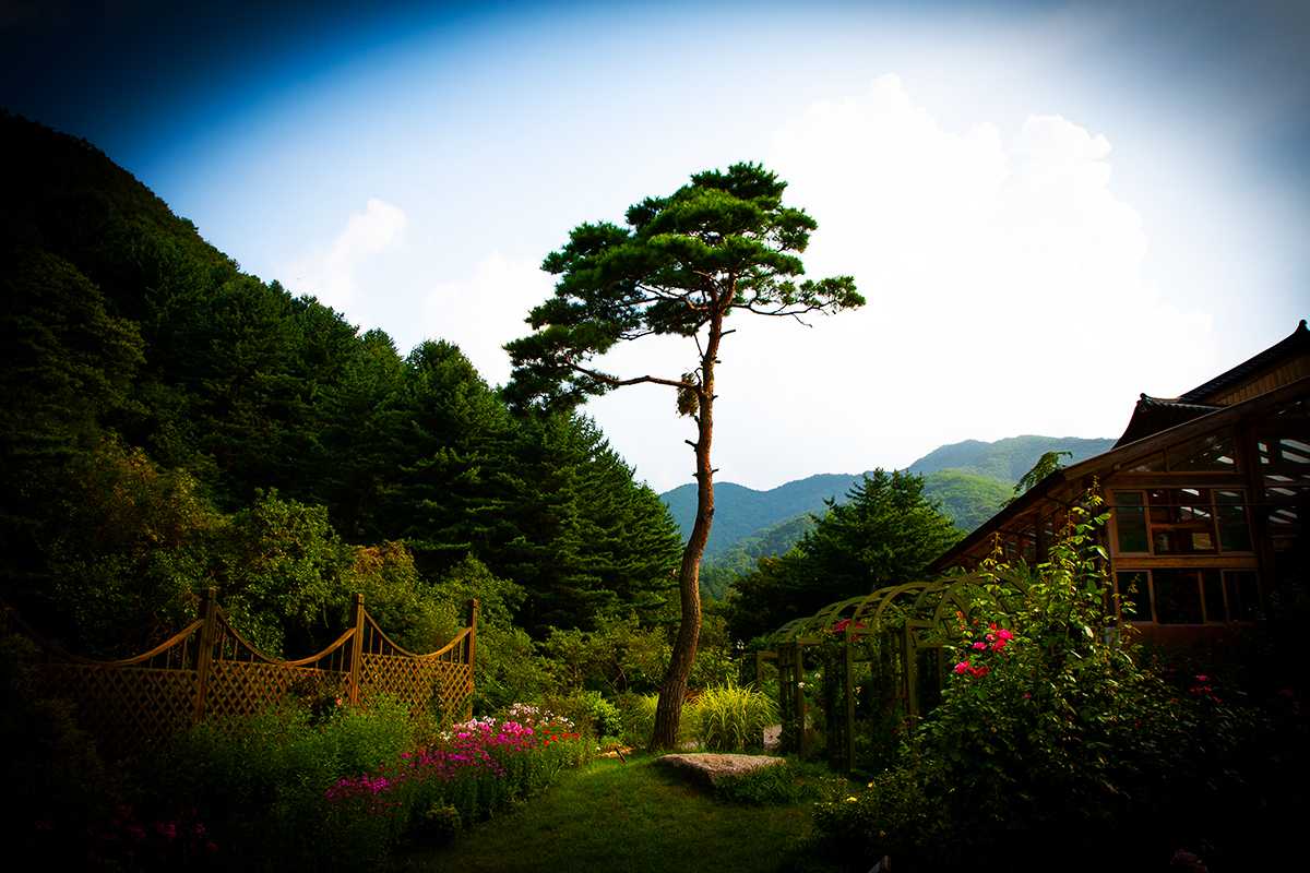 아침고요수목원의 나무