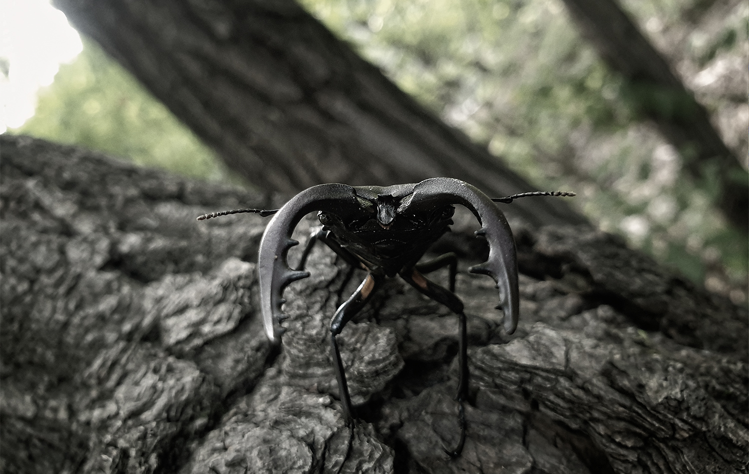 도봉산 하산중 촬영한 사슴벌레